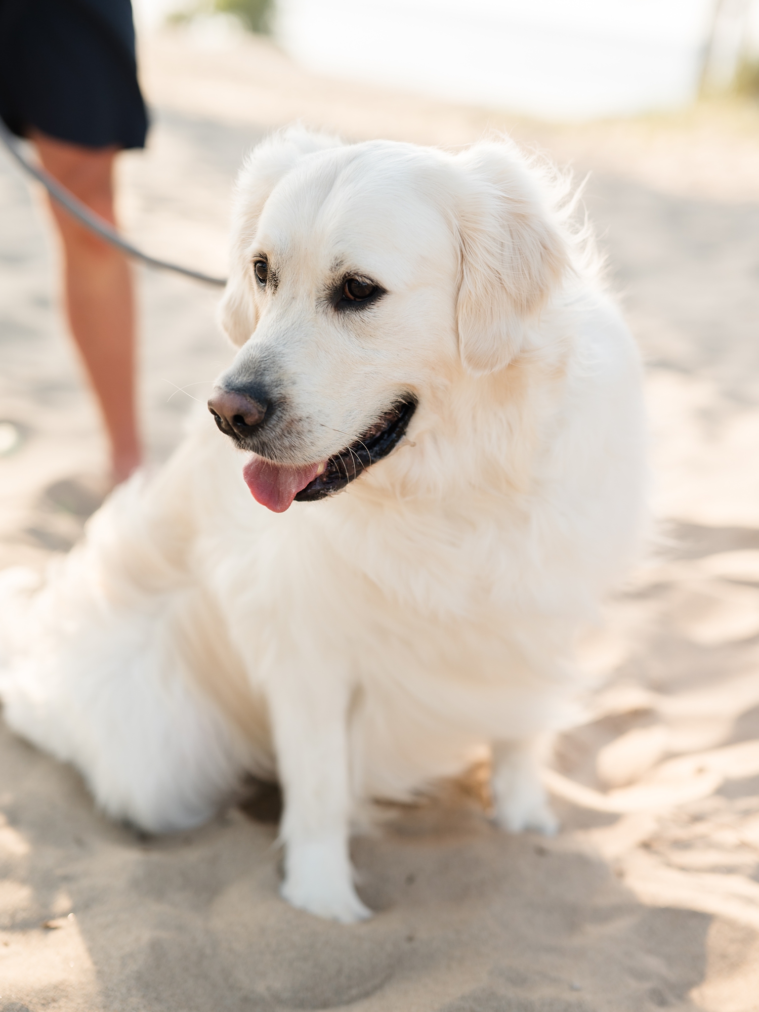 Indiana Dunes Engagement Photos by South Bend Wedding Photographer Courtney Rudicel with golden retriever